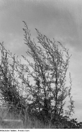 Strauch gegen den Himmel fotografiert