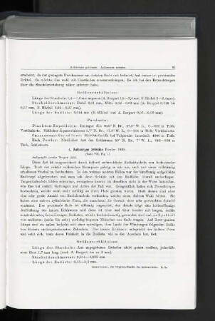 4. Aulocoryne zetesios Fowler 1898.
