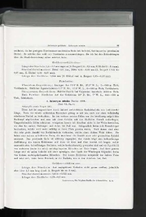 4. Aulocoryne zetesios Fowler 1898.