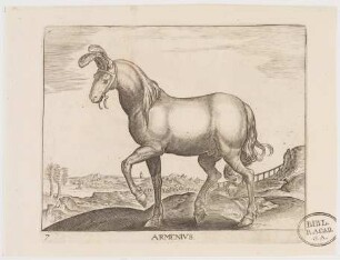 Pferd Armenius