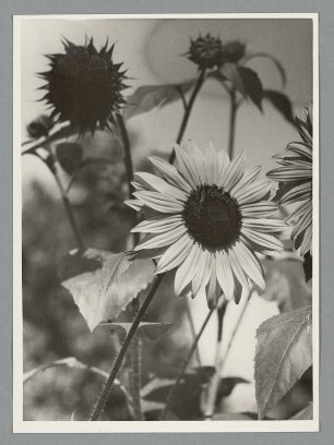 Sonnenblumen