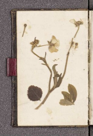 Getrocknete Blume