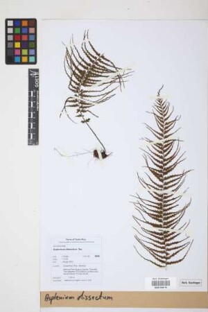 Asplenium dissectum Sw.
