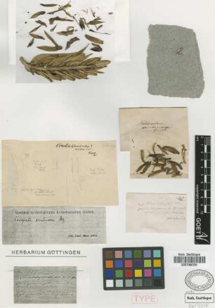 Tillandsia ventricosa Griseb. [holotype]