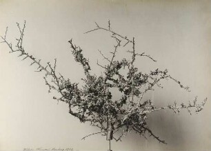 Schleedorn, mit Flechten bewachsen