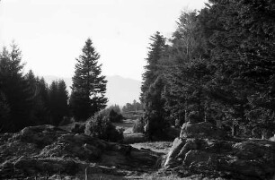 Waldweg in Nessellachen
