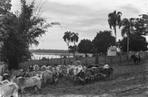 Rinderherde : Rinderherde in einem Pferch am Rio Paraná.