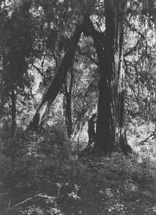 Dichter Wald : Dichter Wald