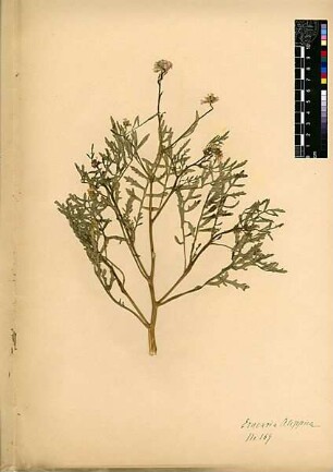 Cruciferae Erucaria aleppica