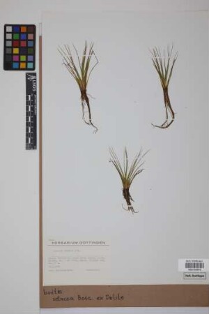 Isoetes velata adspersa (A. Br.) Batt. & Trabut