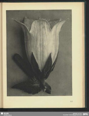 Campanula alliarüfolia