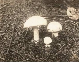 Europa. Weißer Knollenblätterpilz (Amanita)