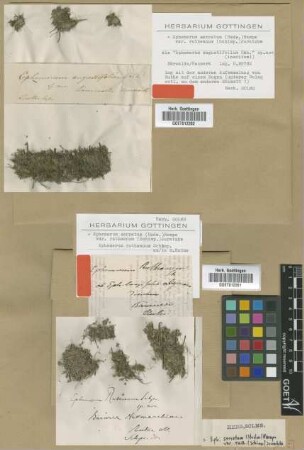 Ephemerum rutheanum Schimp. [type]