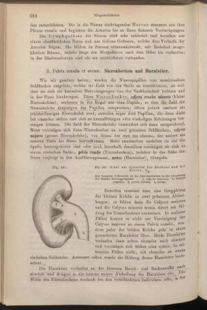 B. Pelvis renalis et ureter. Nierenbecken und Harnleiter.