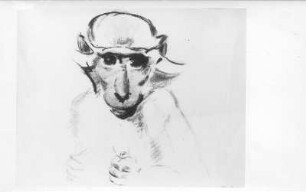 Beobachtendes Äffchen. Kohlezeichnung (1946; E. Richter)