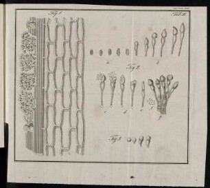 Tab. II. Fig. 1. - Fig. 3.