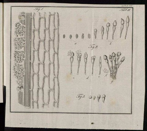 Tab. II. Fig. 1. - Fig. 3.