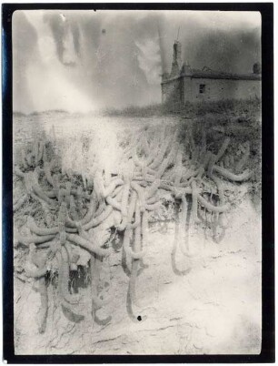 Cereus species in Concepción
