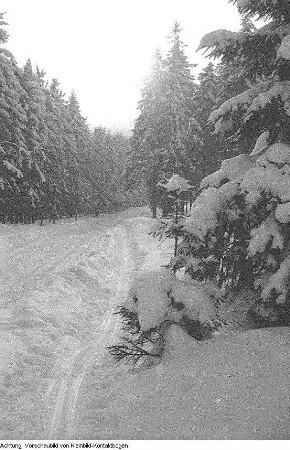 Winter, Landschaften, Max Hille beim Skilauf, beleuchteter Weihnachtsbaum, Januar-Februar 1956