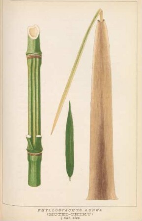 Phyllostachys aurea