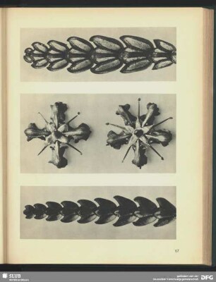 Thujopsis dolabrata