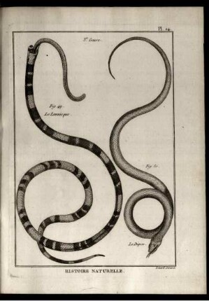 Pl. 24