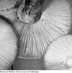 Fliegenpilze (sw), 3 Fliegenpilze fotogen aufgestellt und Blick ins Futter der Fliegenpilze