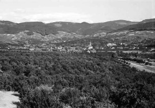 Altschweier: Zwetschgenkulturen bei Altschweier