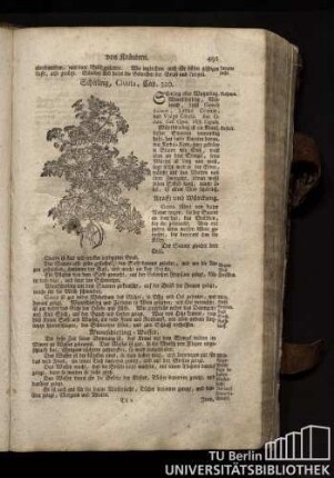 Cap. 320. Schirling, Cicuta.