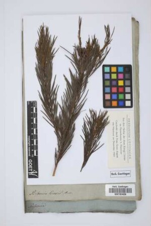 Persoonia linearis Andr.