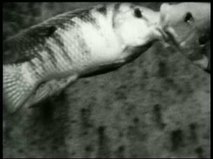 Tilapia zillii (Cichlidae) - Kampf zweier Männchen