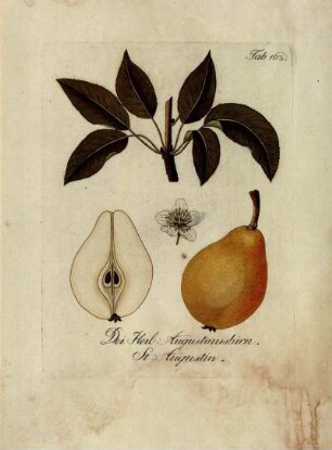 Tab. 163. Dei Heil: Augustinusbirn [...]