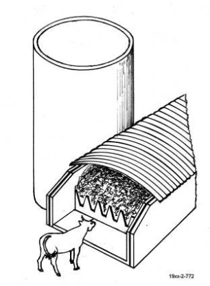 Selbstfütterung am Flachsilo