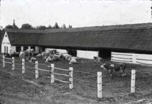 Offenstall in Hercegalom (Ungarn)