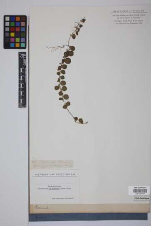 Lysimachia