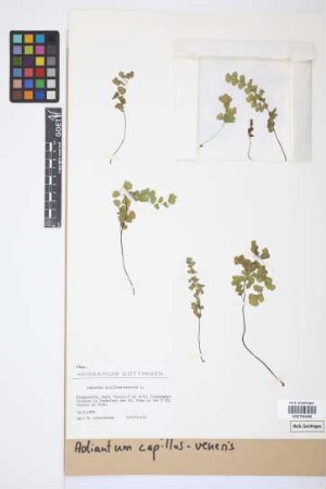 Adiantum capillus-veneris