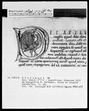 Augustinus, Sermones 64 de evangeliis Sancti Matthaei, Lucae et Joannis — Initiale D (e capitulo) mit einem Pfau, Folio 19verso