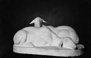 Ruhende Schafe