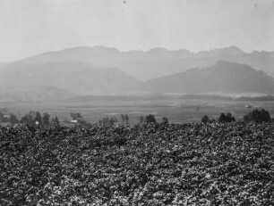 Landschaft : Blick über eine Landschaft mit einem Feld im Vordergrund und Bergen im Hintergrund