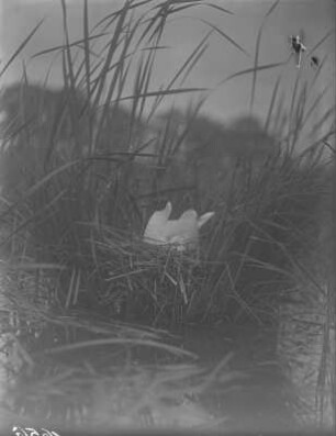 Lachmöwe : Holschaer Teich, Lachmöwe (Chroicocephalus ridibundus Linnaeus) beim Tauchen.