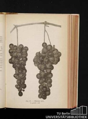 Fig. 67. - Moscato nero. 1/2 grand. nat.