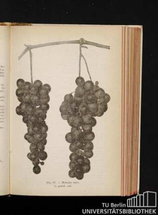 Fig. 67. - Moscato nero. 1/2 grand. nat.
