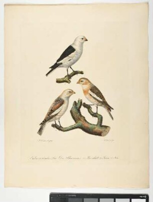 Emberiza nivalis Lin. Der Schneeammer. 1. Mas. adult. 2. Iuven. 3. Fem. - Schneeammer. Plectrophenax nivalis; mas. juv. fem. - Zeichner: Johann Mathias Hergenröder; Stecher: Johann Carl Bock
