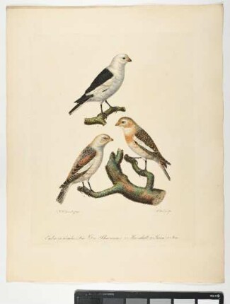 Emberiza nivalis Lin. Der Schneeammer. 1. Mas. adult. 2. Iuven. 3. Fem. - Schneeammer. Plectrophenax nivalis; mas. juv. fem. - Zeichner: Johann Mathias Hergenröder; Stecher: Johann Carl Bock