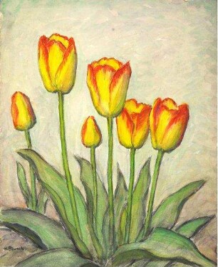 "Tulpen" (Margr. Rose)
