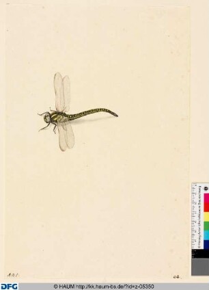 Libelle, von der Seite