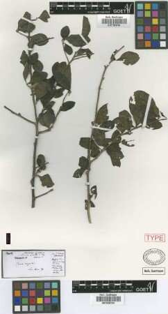 Achatocarpus praecox Griseb. [syntype]