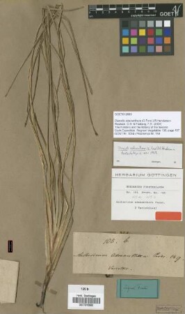Anthericum adenanthera G.Forst. var. Not on sheet Not on sheet