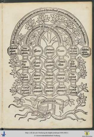Arbor affinitatis.