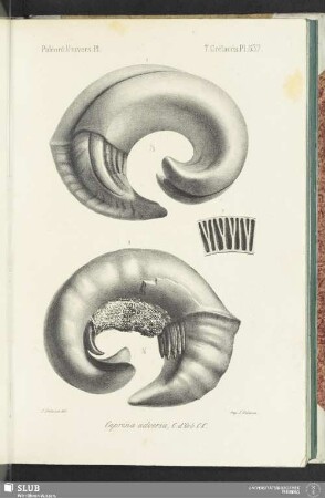 Pl. 537